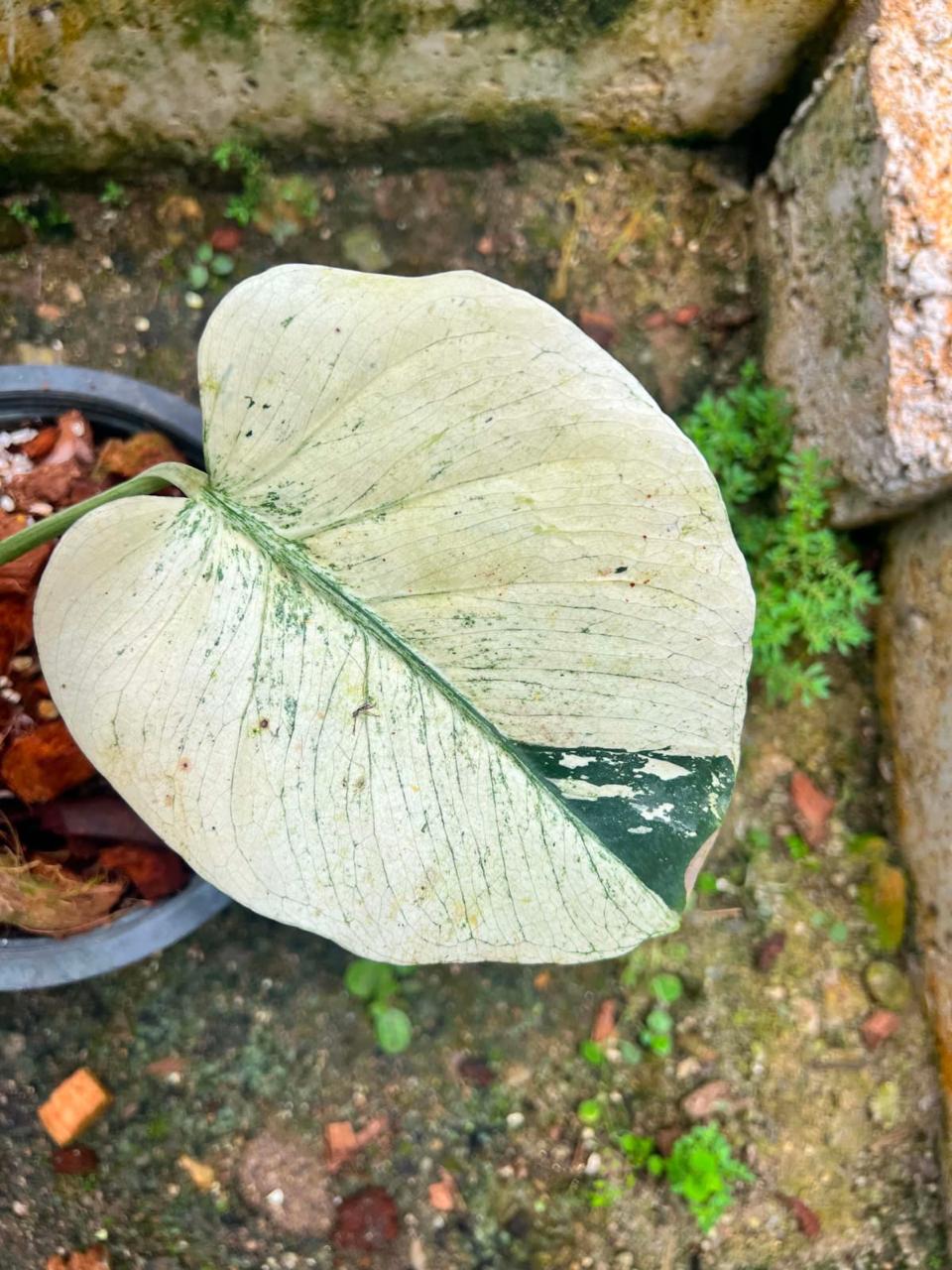 Monstera White Tear A  - Pre Order