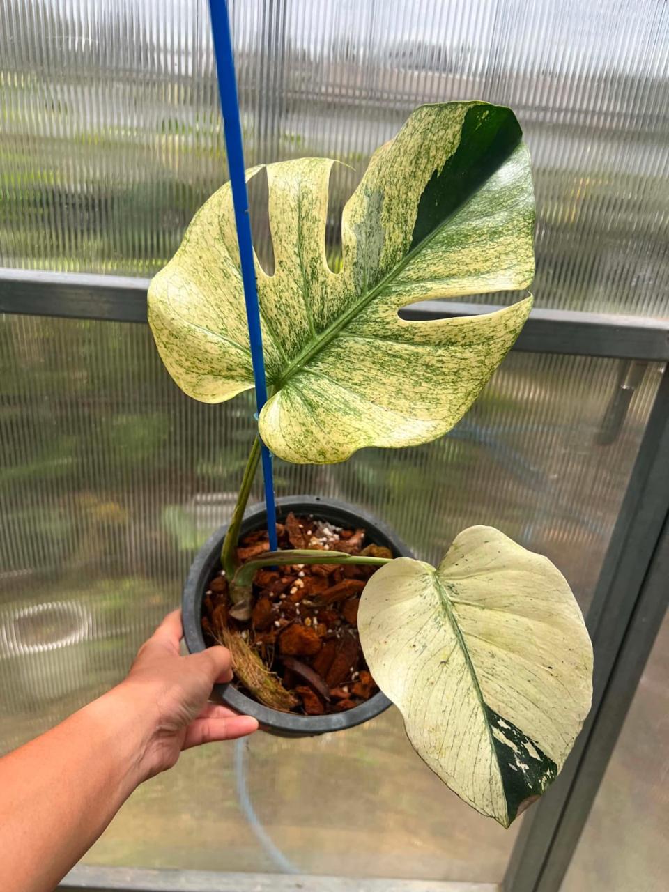 Monstera White Tear A  - Pre Order