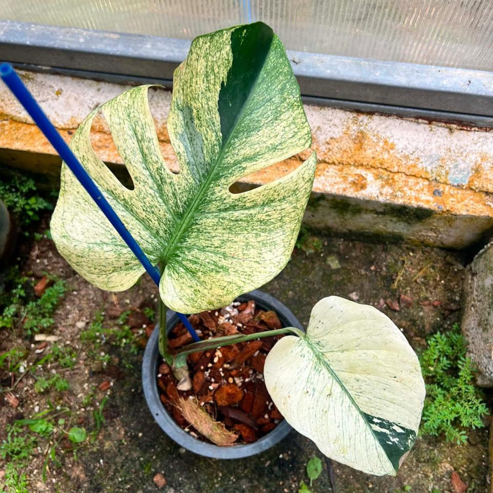 Monstera White Tear A  - Pre Order