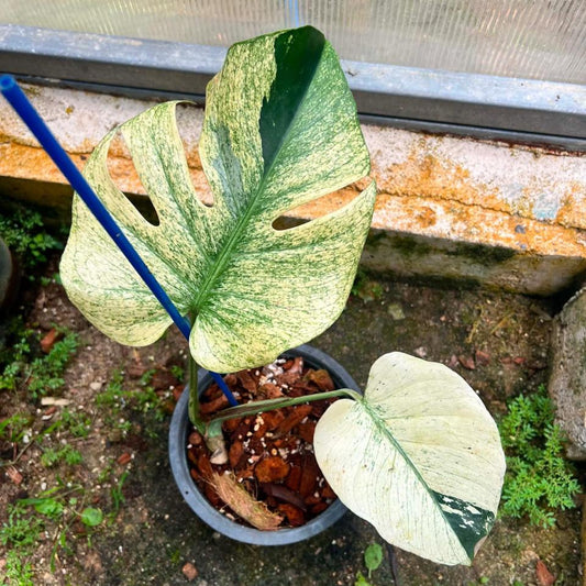 Monstera White Tear A  - Pre Order
