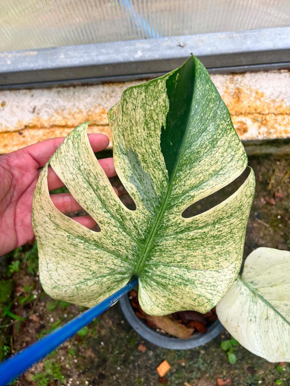 Monstera White Tear A  - Pre Order