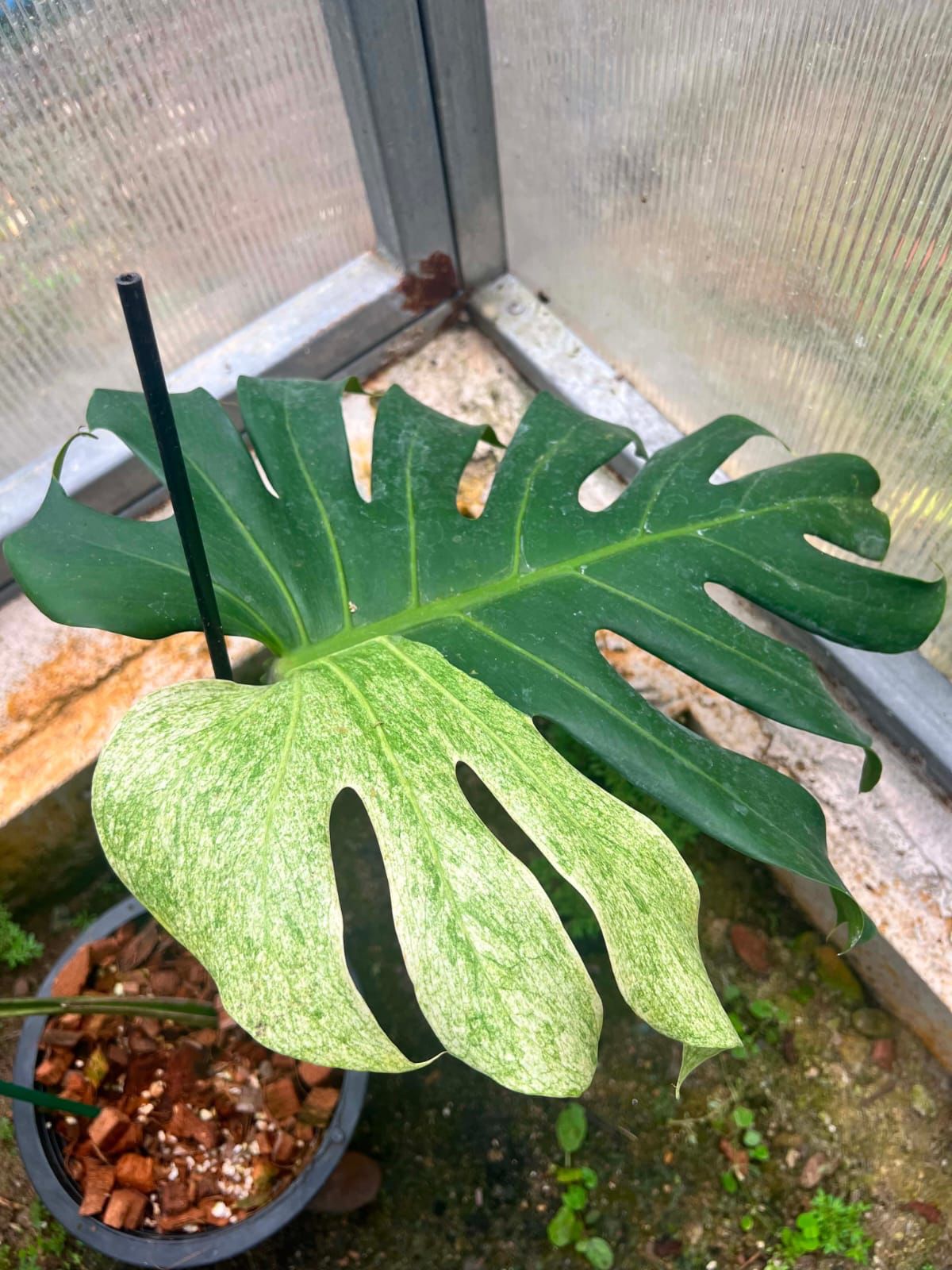 Monstera White Tear B  - Pre Order