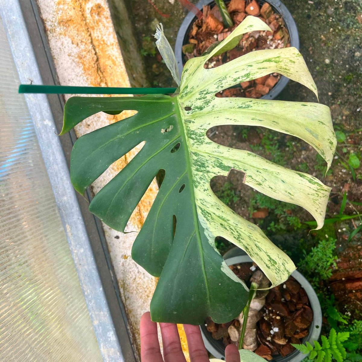 Monstera White Tear B  - Pre Order