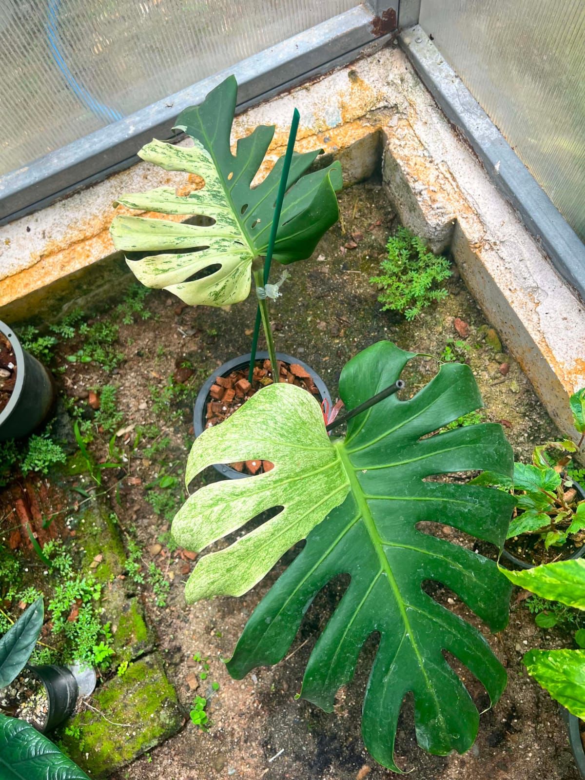 Monstera White Tear B  - Pre Order
