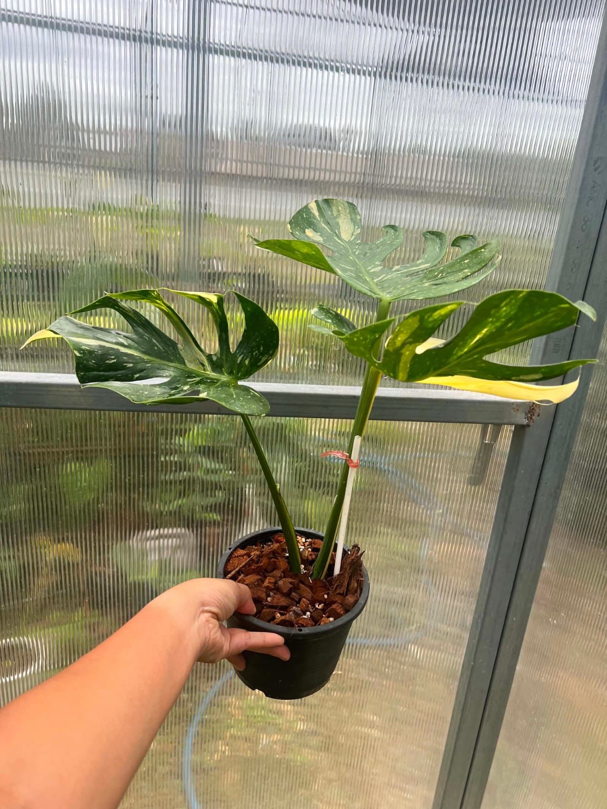 Monstera Medusa - Pre Order