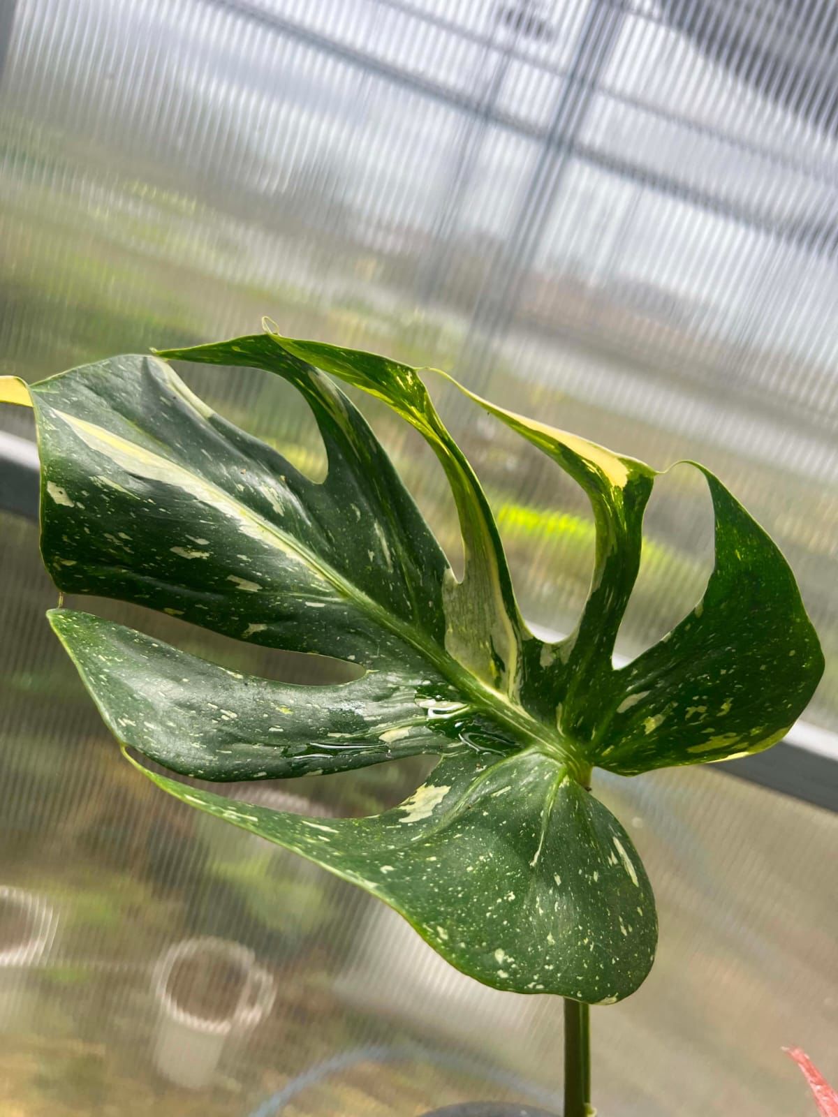 Monstera Medusa - Pre Order