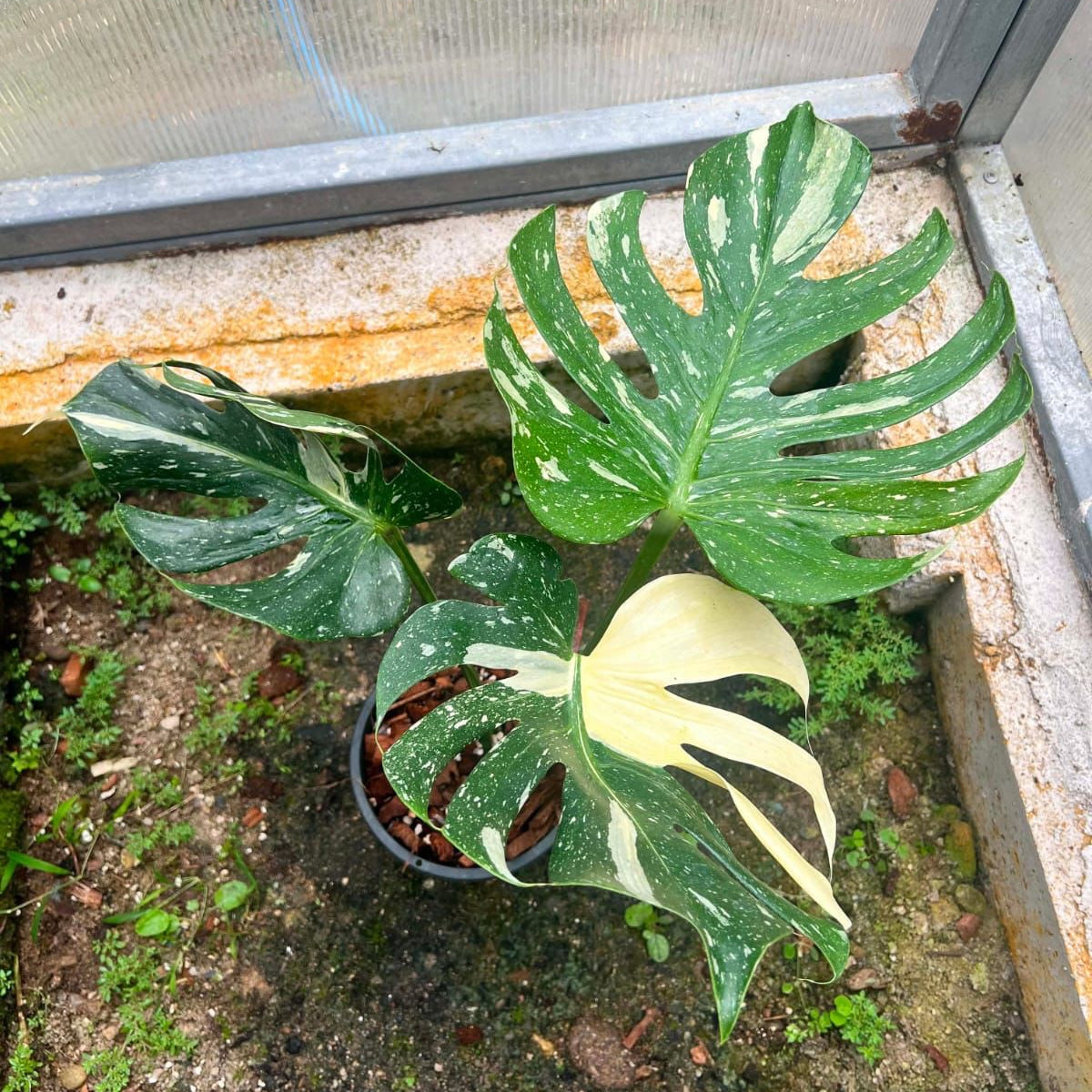 Monstera Medusa - Pre Order