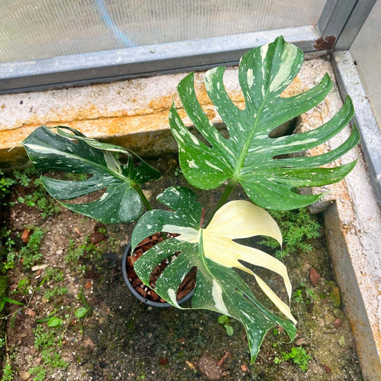 Monstera Medusa - Pre Order