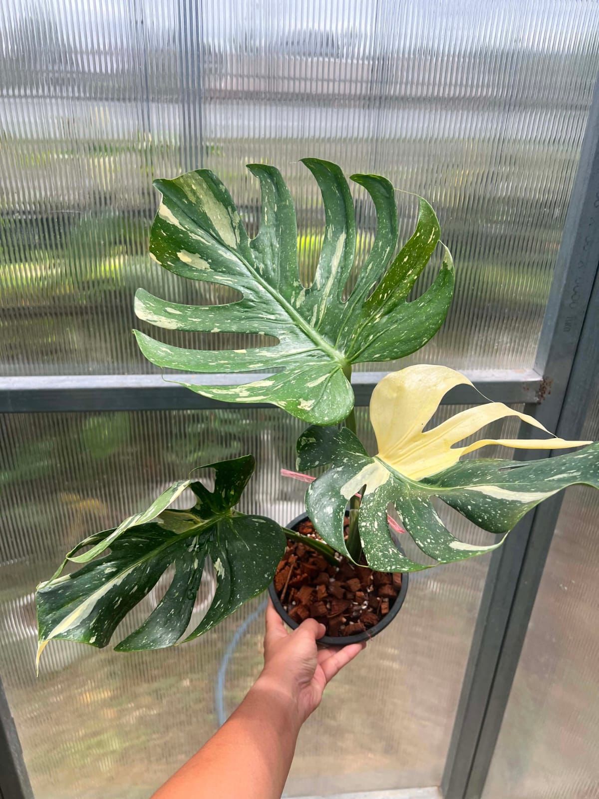 Monstera Medusa - Pre Order