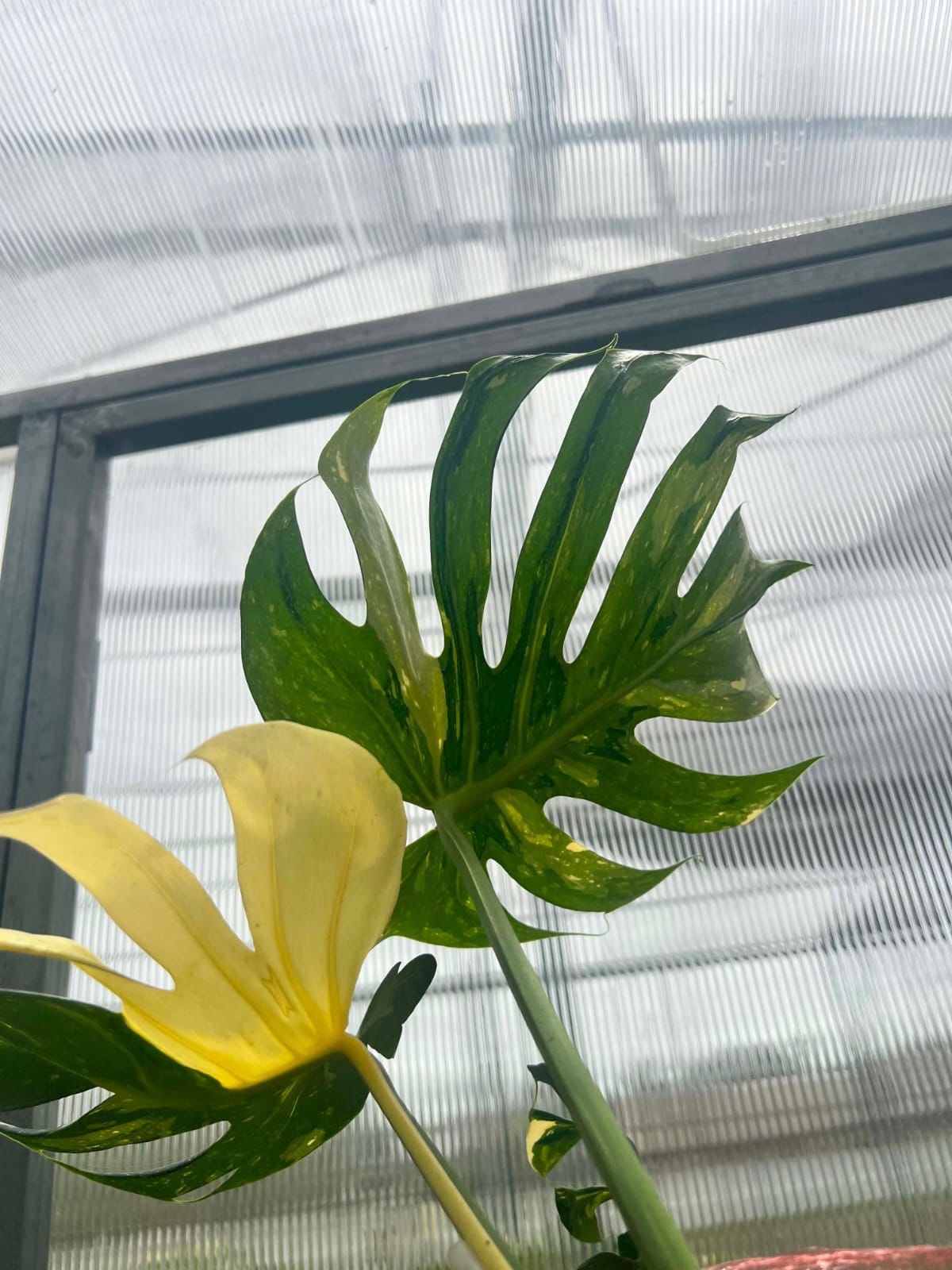 Monstera Medusa - Pre Order