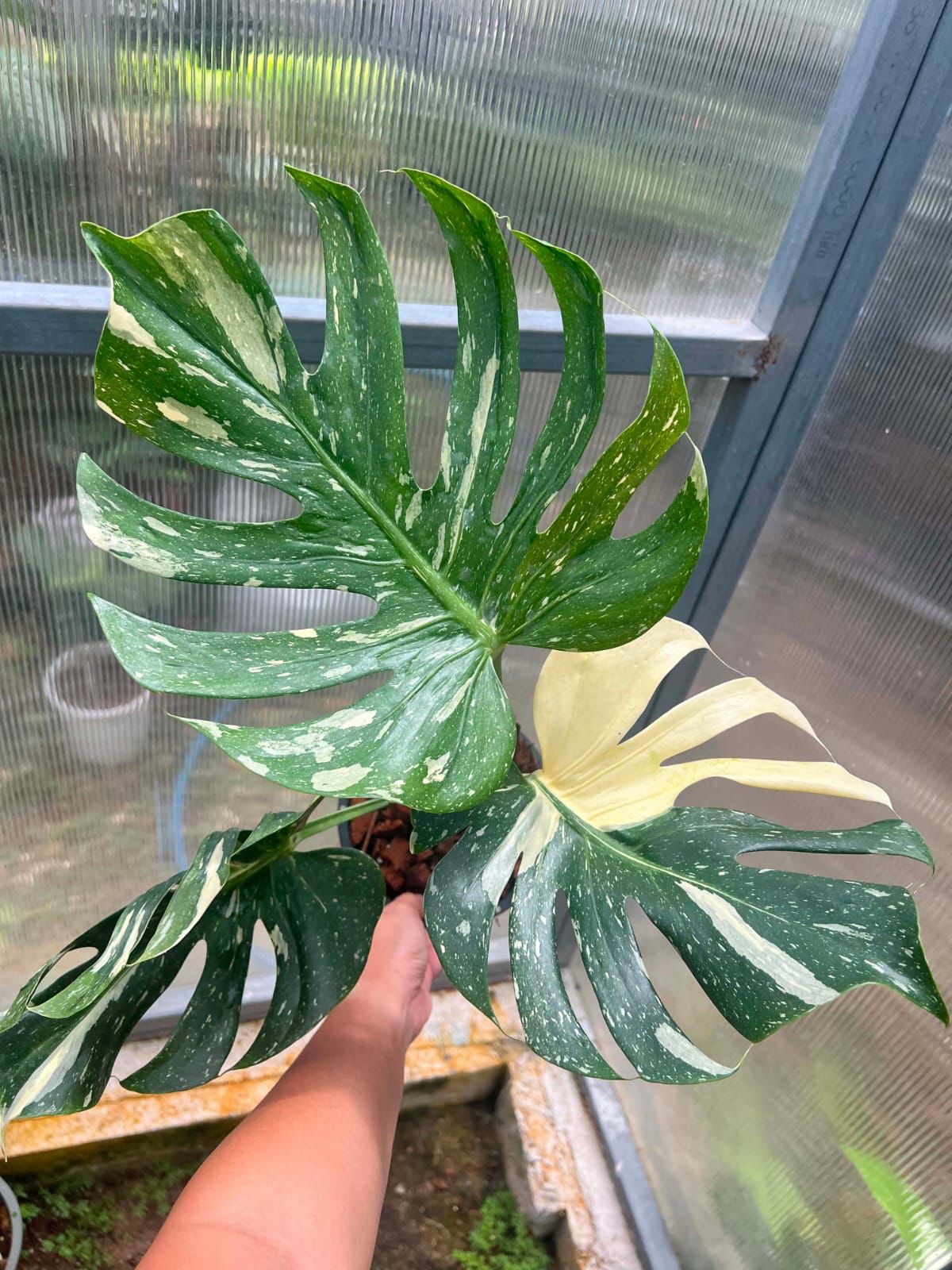Monstera Medusa - Pre Order