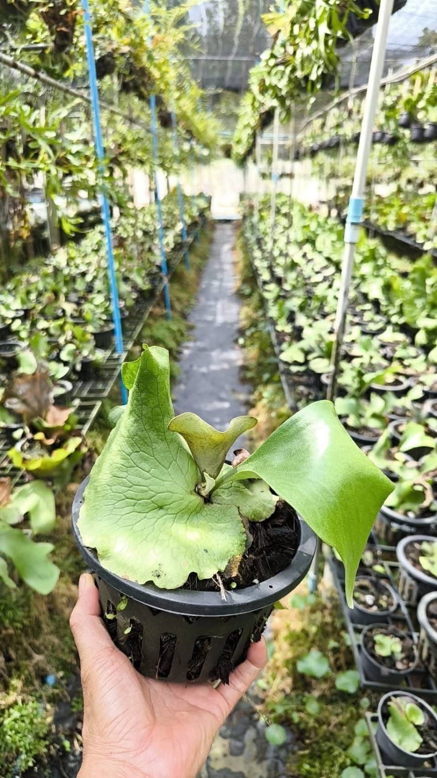 Platycerium Atemis - Pre Order