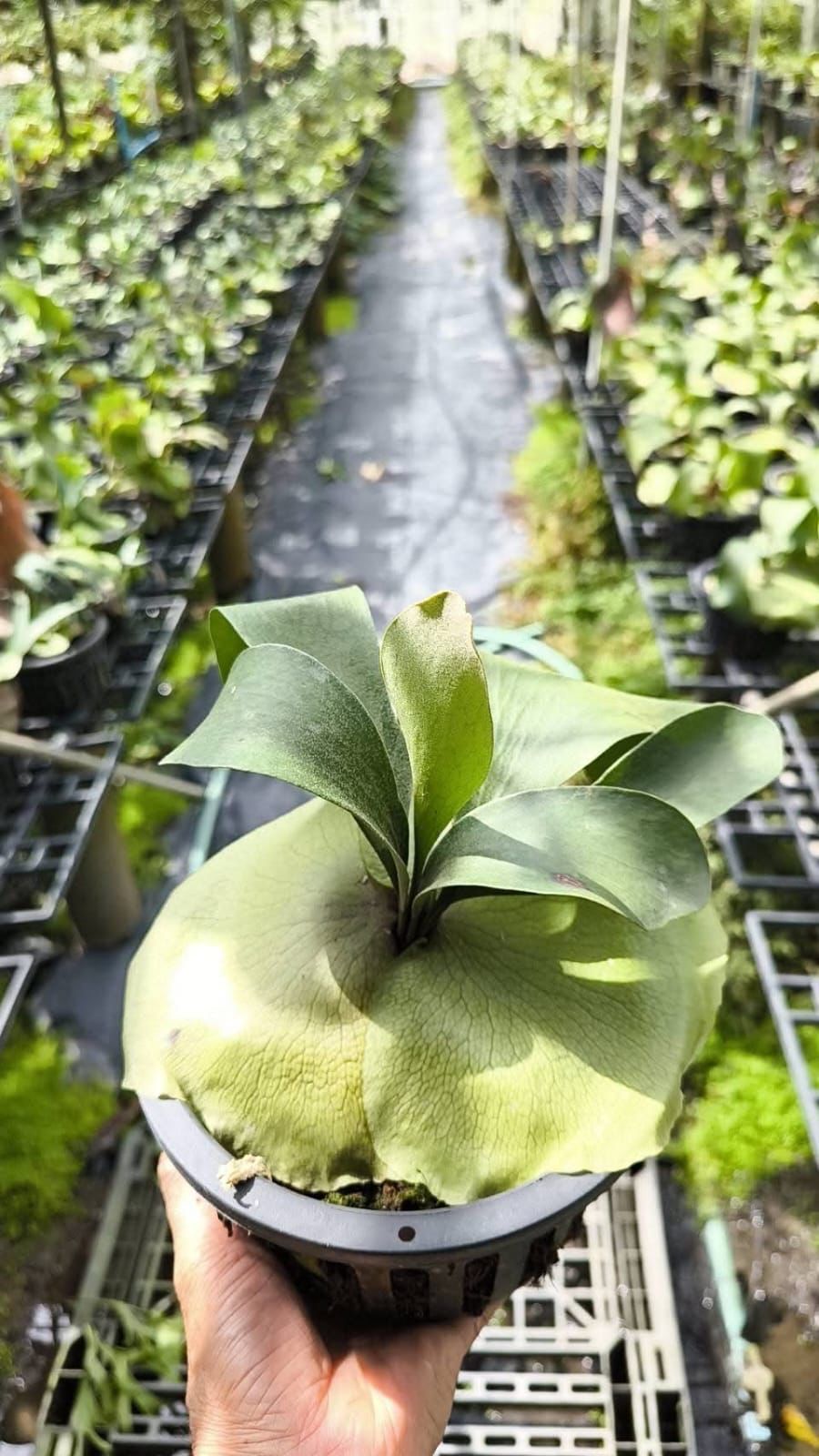 Platycerium Panam - Pre Order