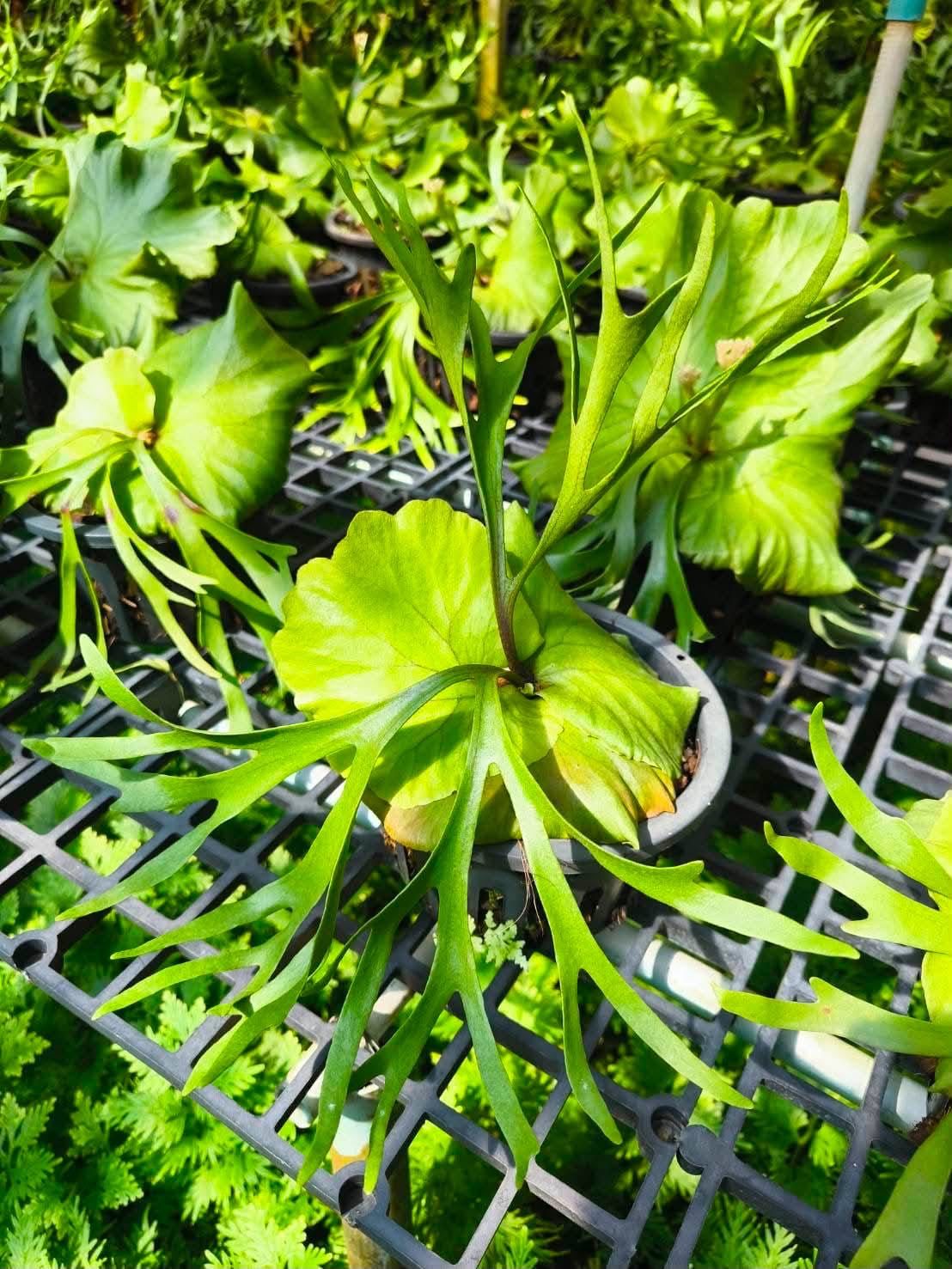 Platycerium Kitshakood Thin - Pre Order