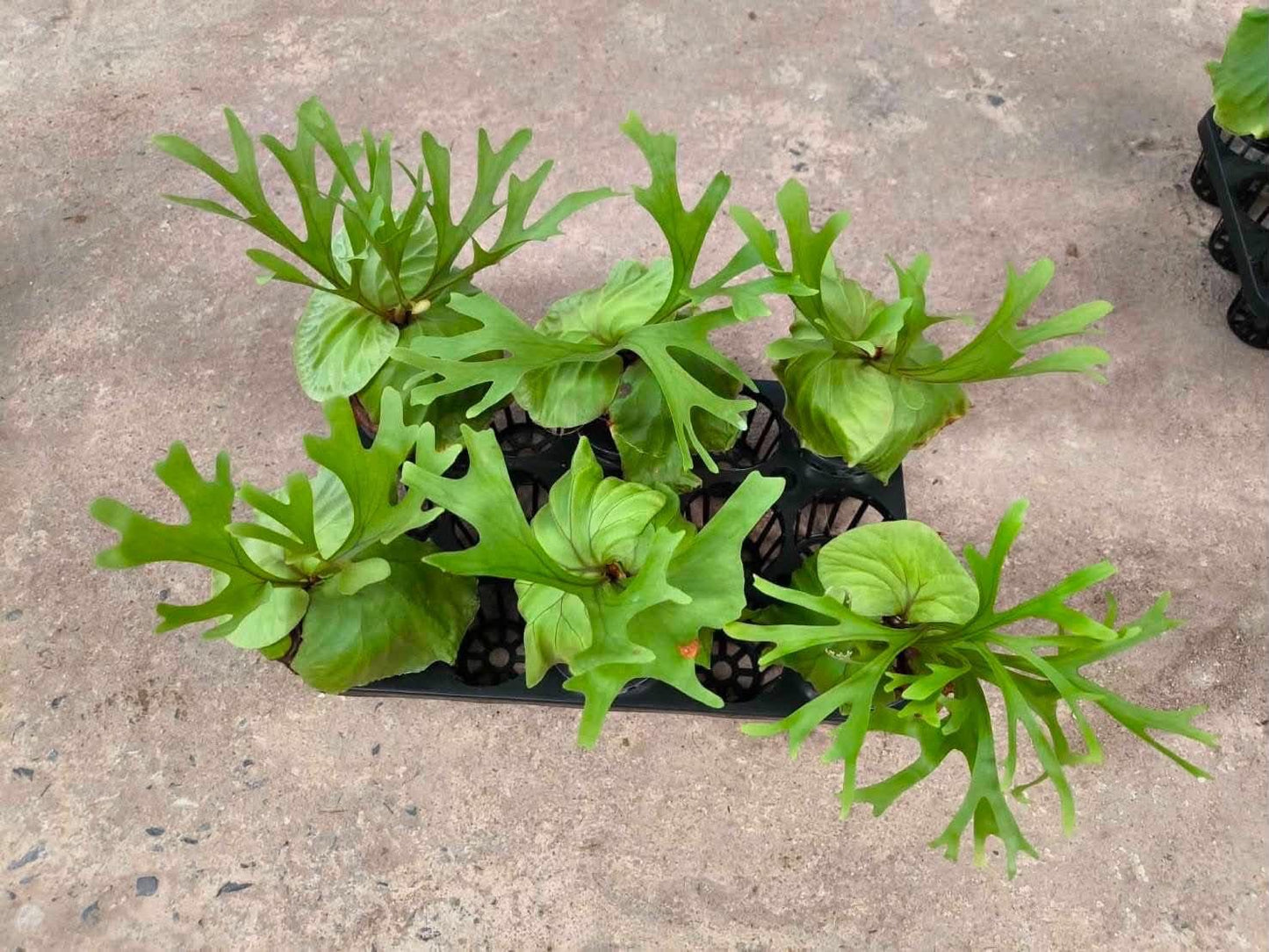 Platycerium Ridleyi - Pre Order