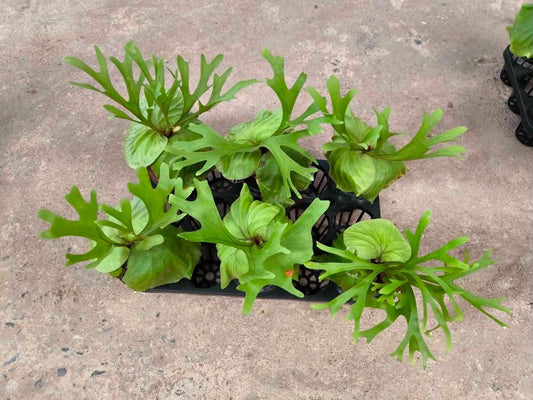Platycerium Ridleyi - Pre Order