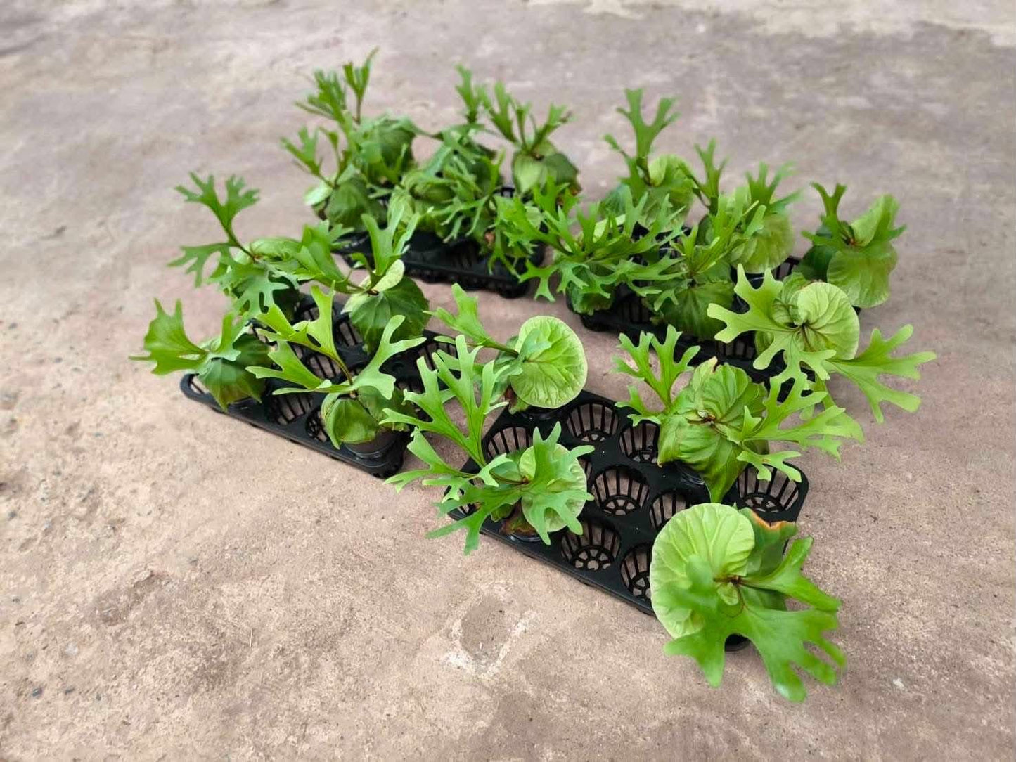 Platycerium Ridleyi - Pre Order