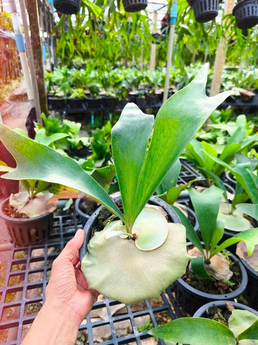 Platycerium Hilli - Pre Order