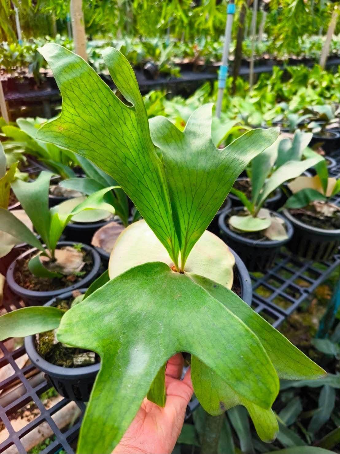 Platycerium Hilli - Pre Order