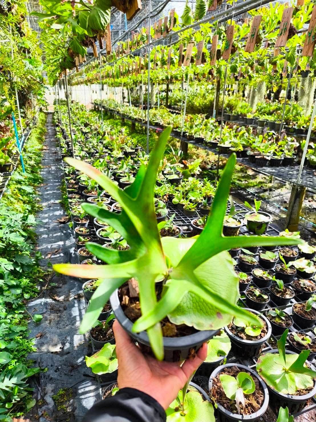 Platycerium Alcicorne - Pre Order