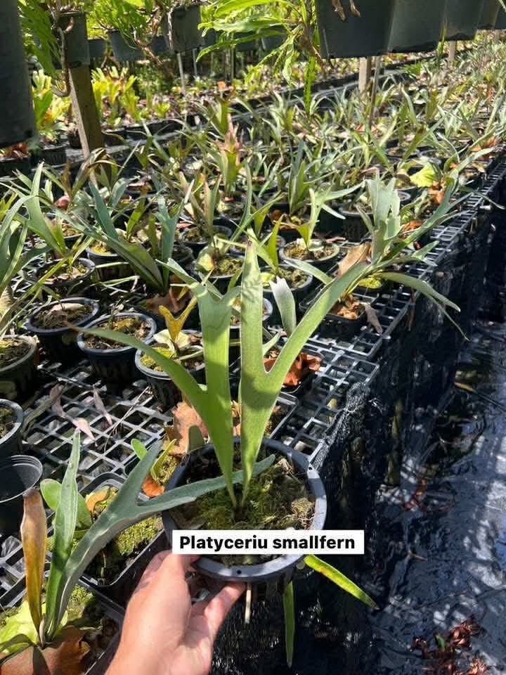 Platycerium Small Fern- Pre Order