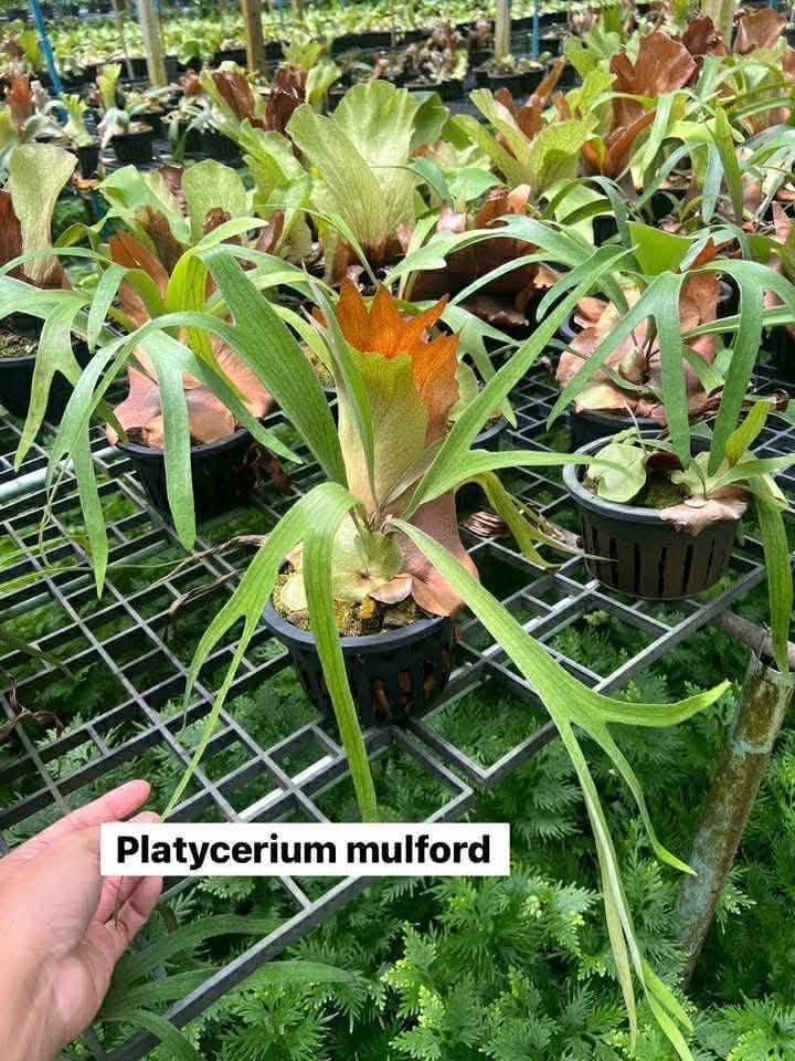 Platycerium Mulford- Pre Order