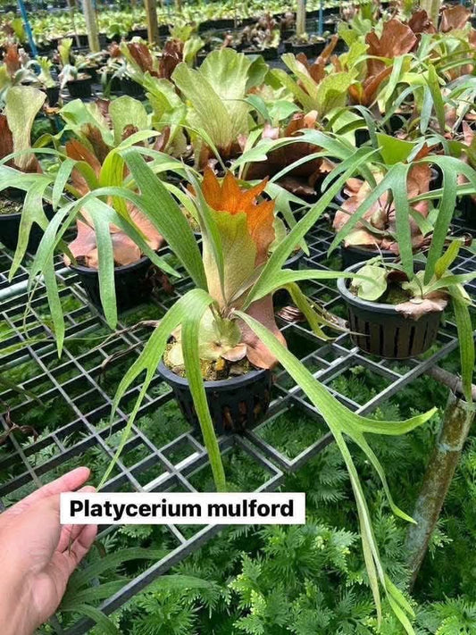 Platycerium Mulford- Pre Order