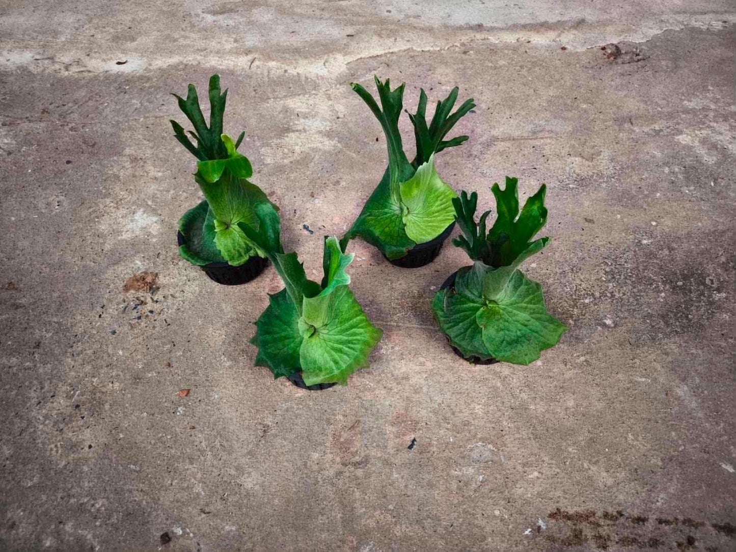 Platycerium Wandae - Pre Order