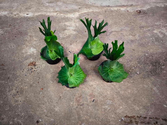 Platycerium Wandae - Pre Order