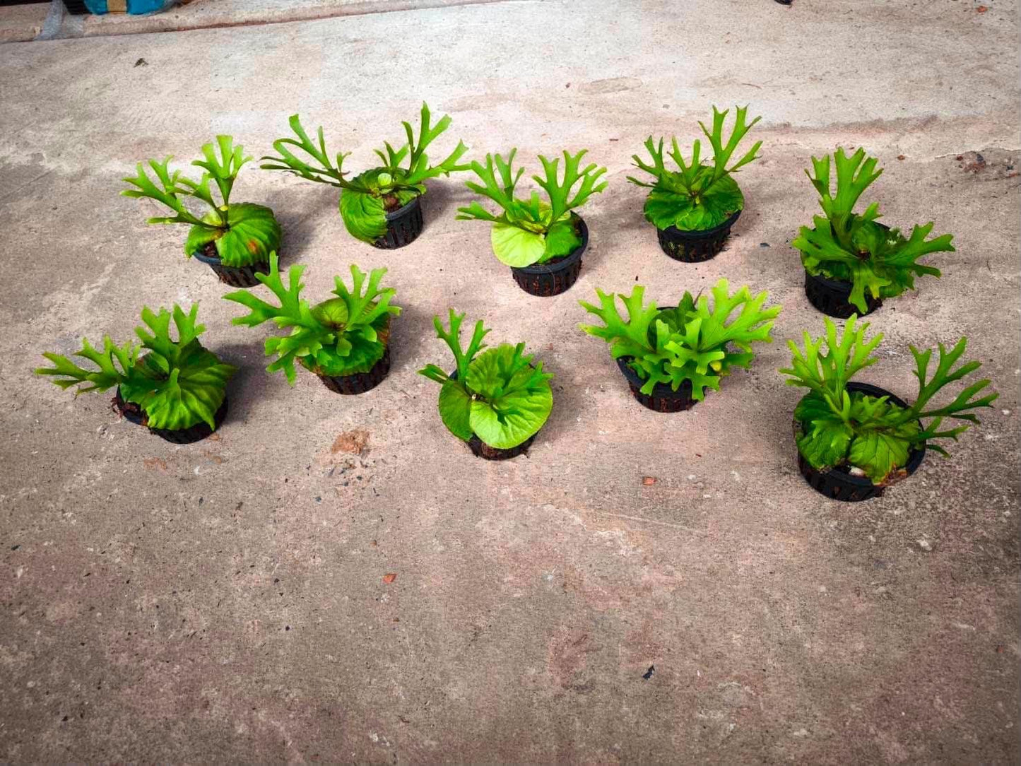 Platycerium Ridleyi Thin - Pre Order