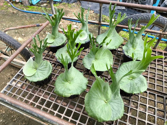 Platycerium Grandae - Pre Order