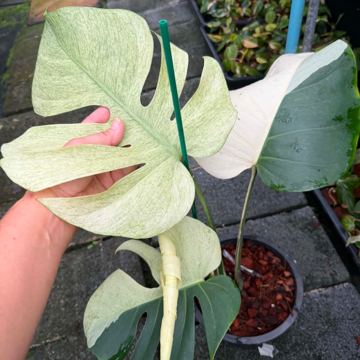 Monstera Mint D - Pre Order