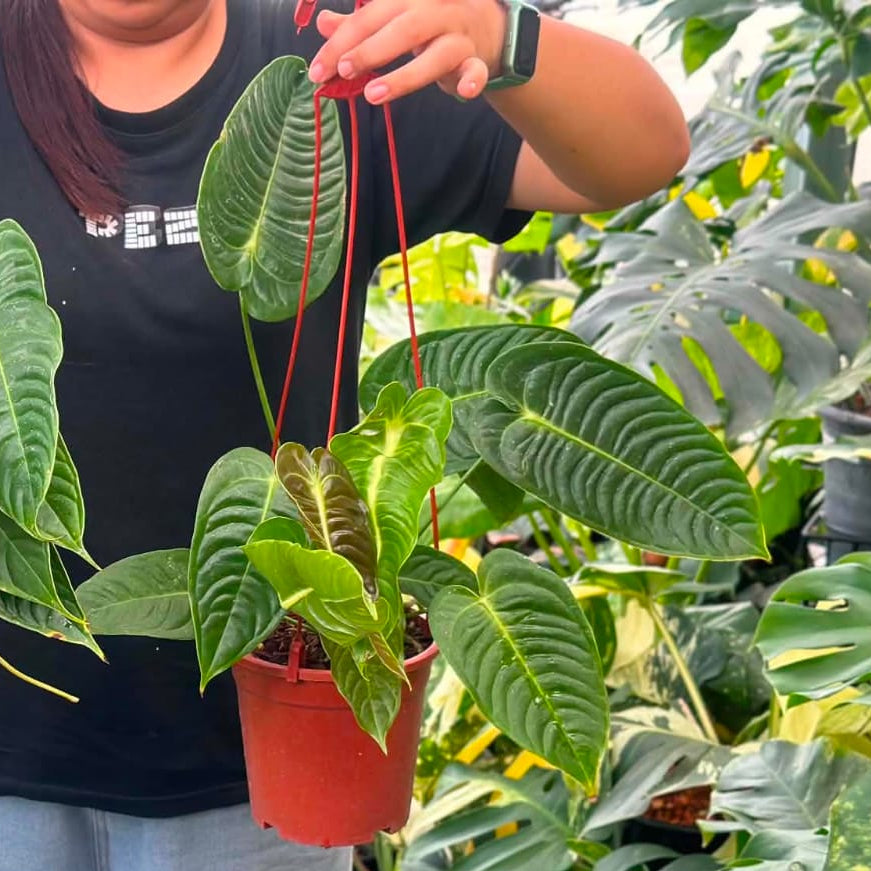 Anthurium Veitchii - Pre Order