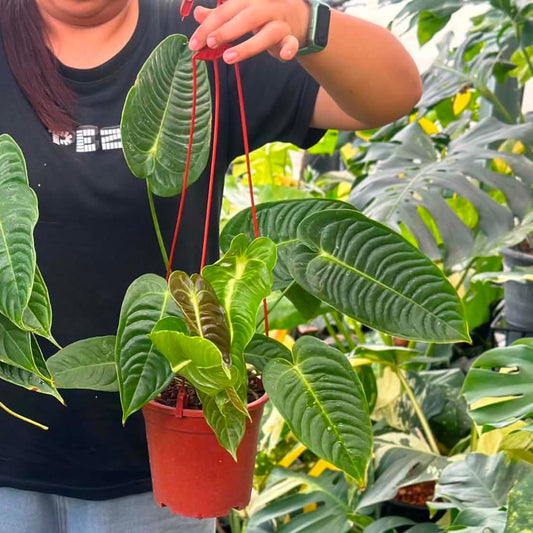 Anthurium Veitchii - Pre Order