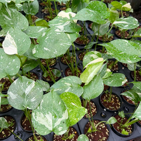 Monstera Thai Constellation (Small) - Pre Order
