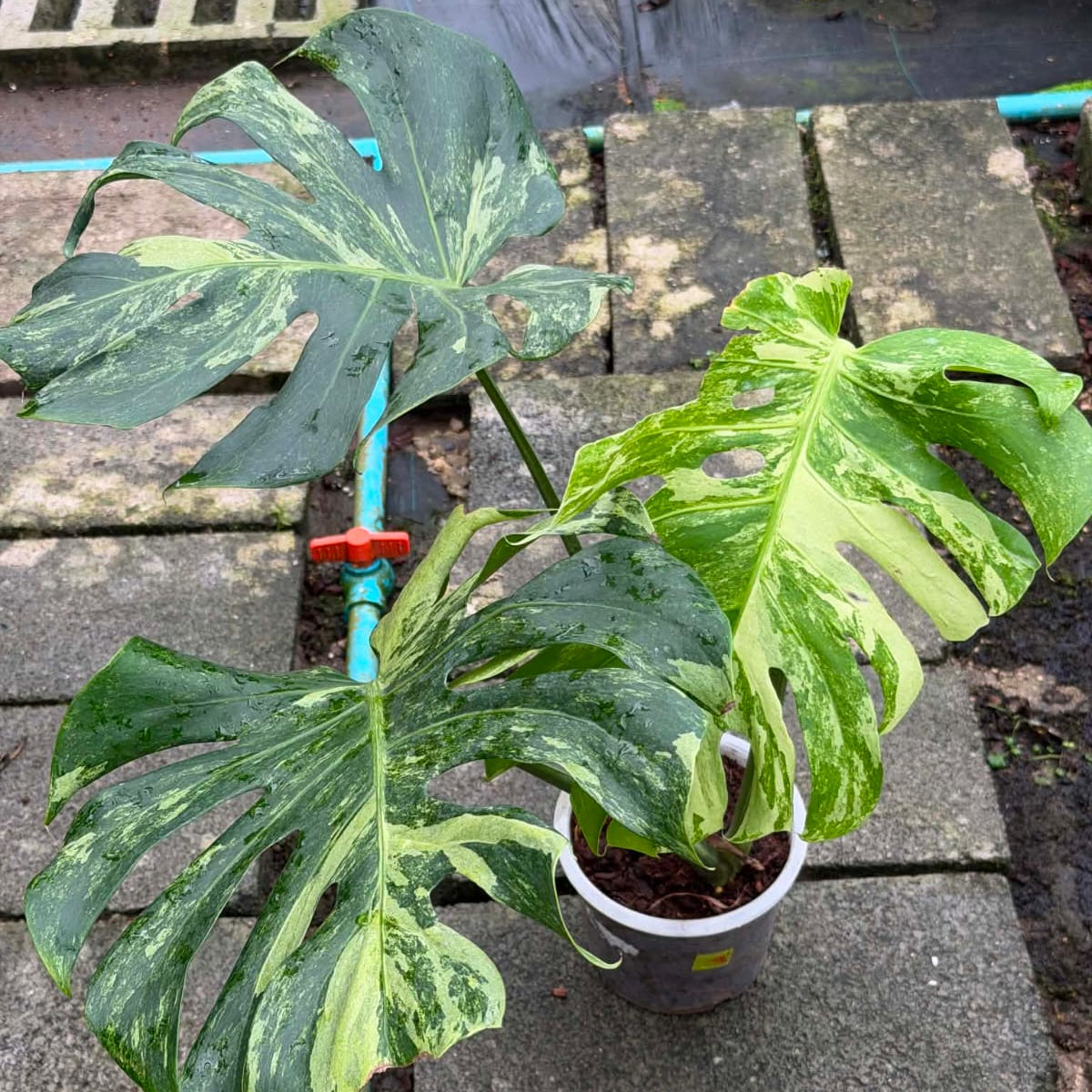 Monstera Ocean Mint  - Pre Order