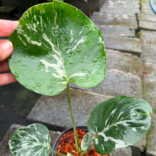 Monstera Bulbasaur  - Pre Order
