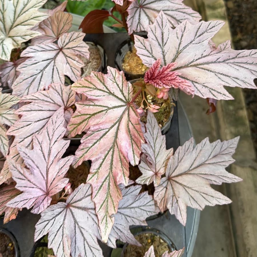 Begonia Lamoon  - Pre Order