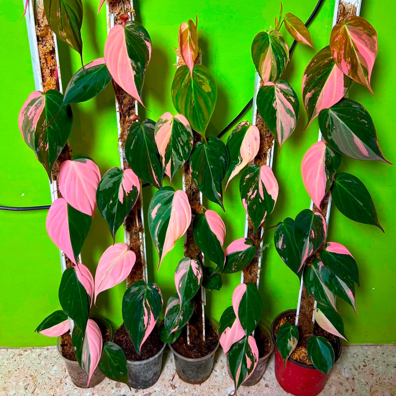 Philodendron Micans Pink Var  - Pre Order