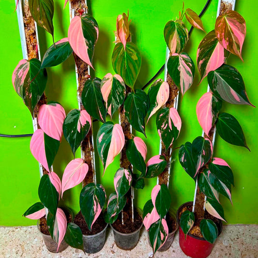 Philodendron Micans Pink Var  - Pre Order