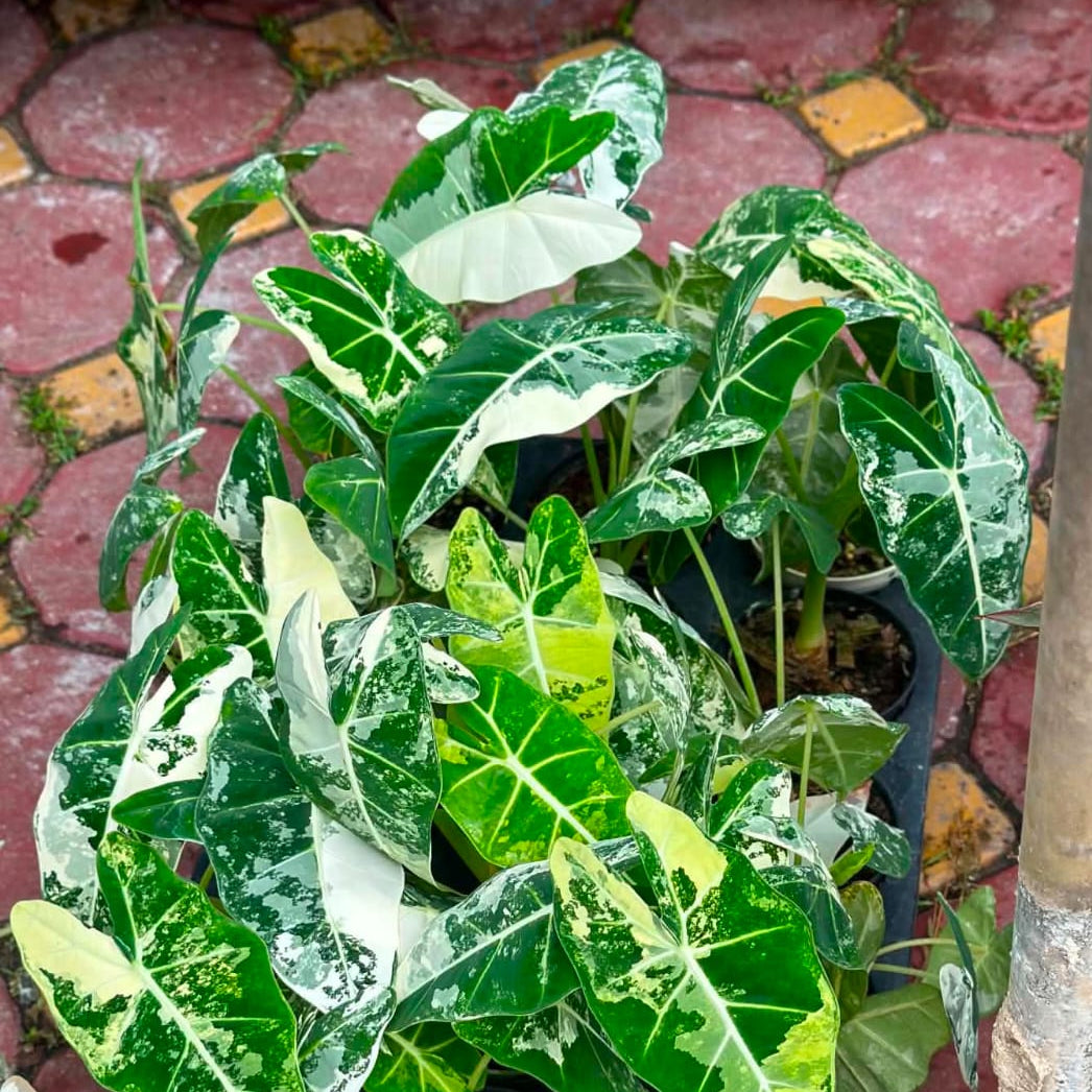 Alocasia Frydek Var - Pre Order