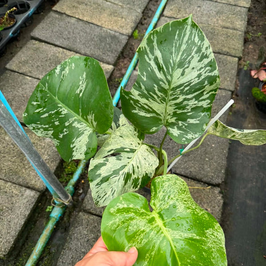 Monstera Vietciosa - Pre Order