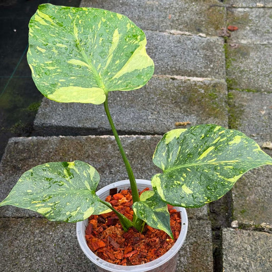 Monstera Electrolyte  - Pre Order