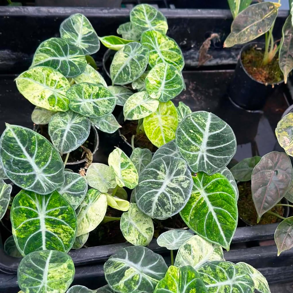 Alocasia Ninja Splash - Pre Order