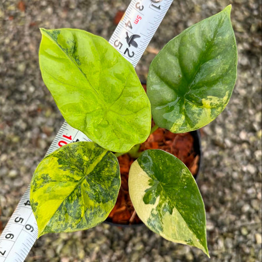 Alocasia Sinuata Aurea A - Pre Order