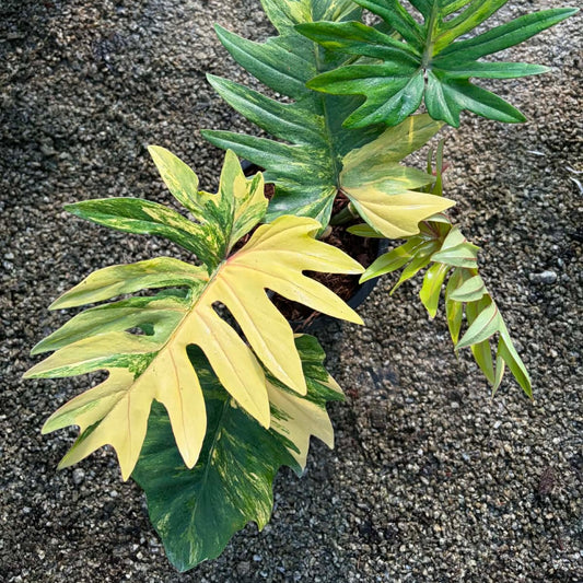 Philodendron Mayoi Var A - Pre Order