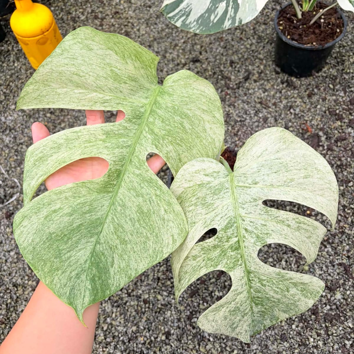 Monstera Mint C - Pre Order