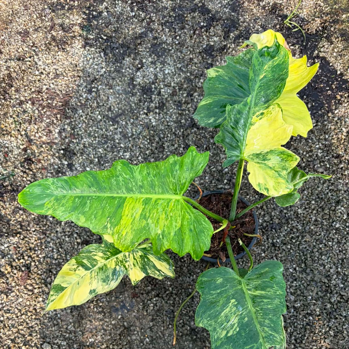 Philodendron Minarum Aurea B - Pre Order