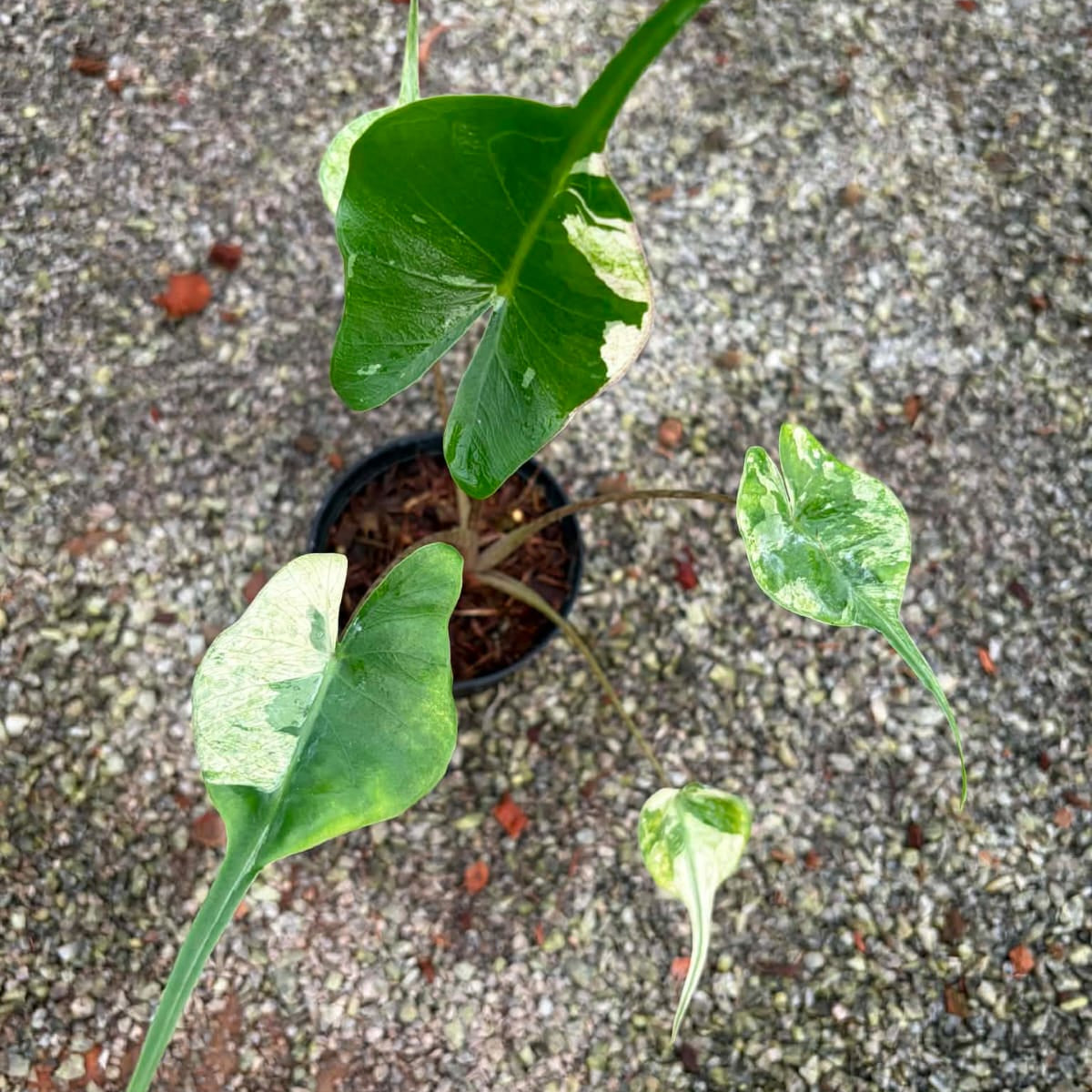 Alocasia Stingray Albo - Pre Order