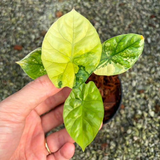 Alocasia Sinuata Aurea B - Pre Order